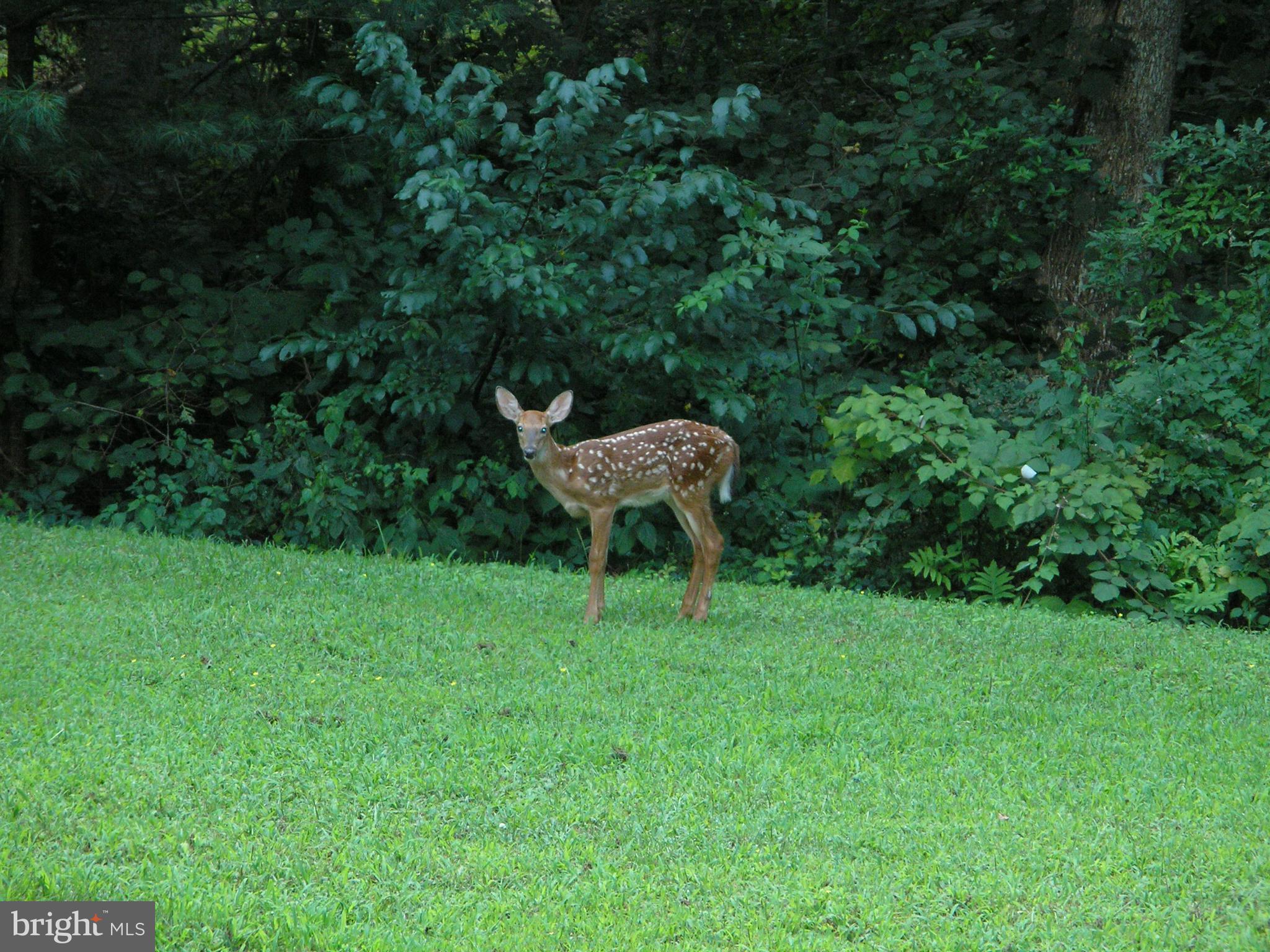 Forest Lane King George, VA 22485 - Photo 8 of 8 View