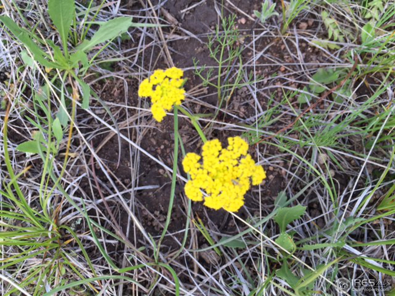 South Running Deer Road South Livermore, CO 80536 - Photo 4 of 4 ...May Flowers