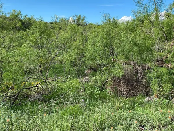 a view of a lush green forest