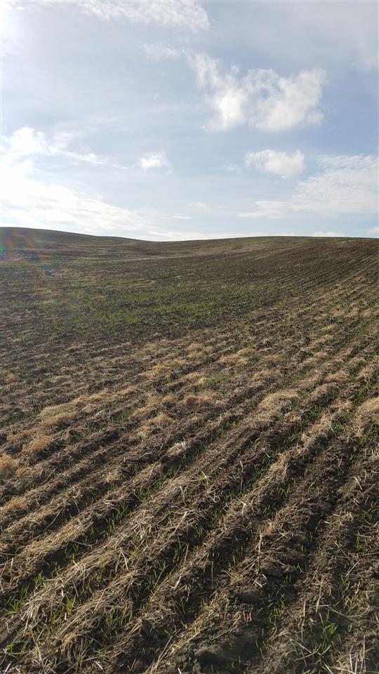 0 East Rohwer Road Spangle, WA 99031 - Photo 11 of 12