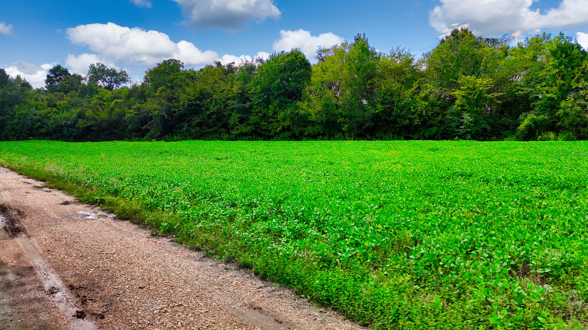 0 Pittsburg Landing Road Savannah, TN 38372 - Photo 43 of 66 Gallery Image 43