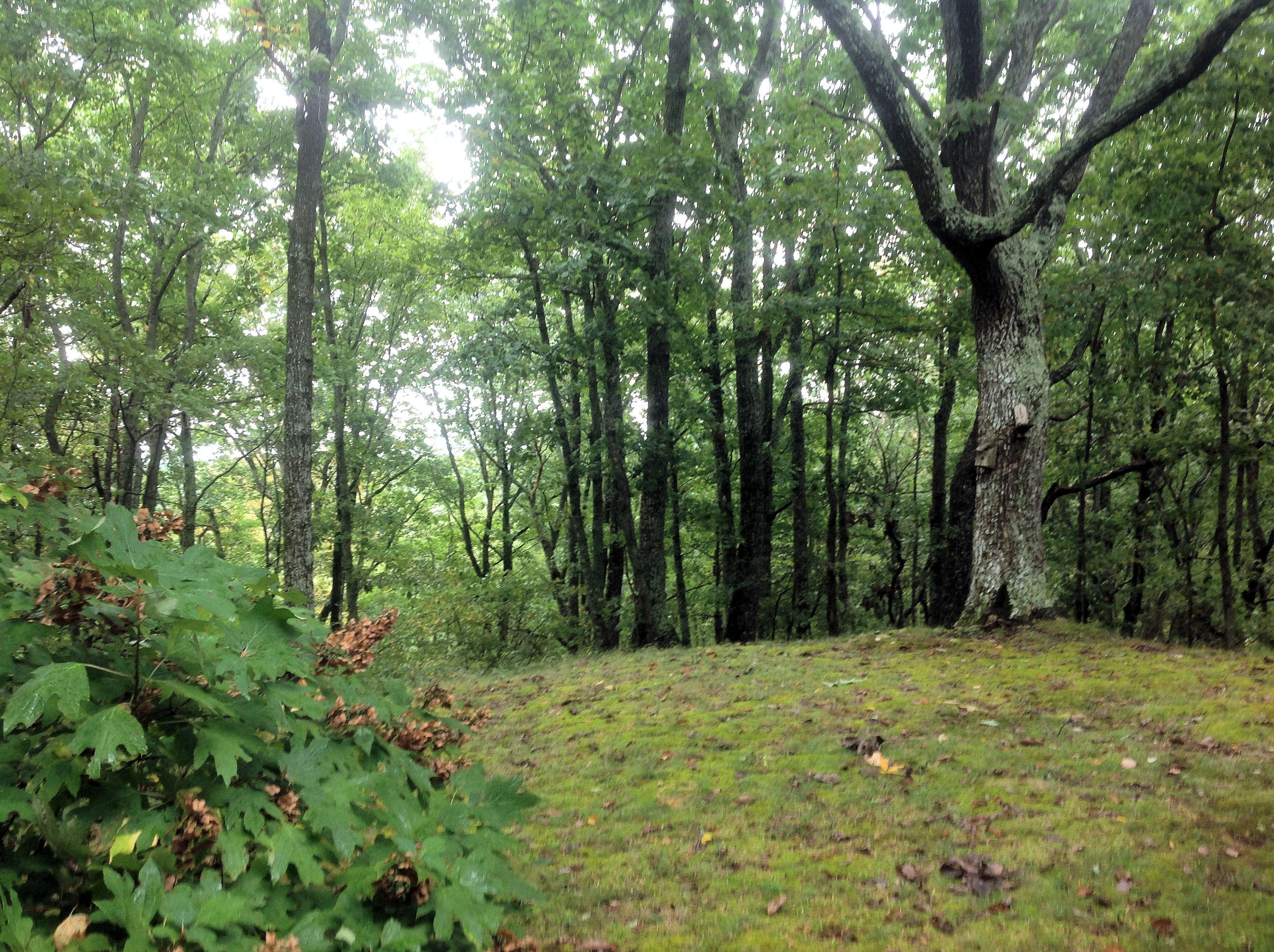 581 Taylor Road Pikeville, TN 37367 - Photo 7 of 37 ACREAGE