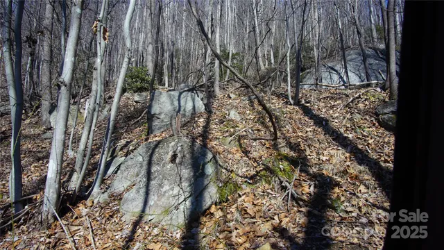 a view of a yard with plants and trees