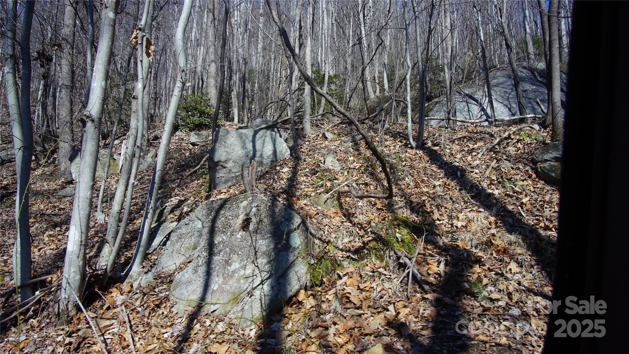 0 Vannoy Ridge Road Moravian Falls, NC 28654 - Photo 13 of 41 a view of a yard with plants and trees