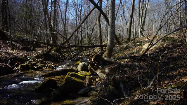 a picture of lots of flowers