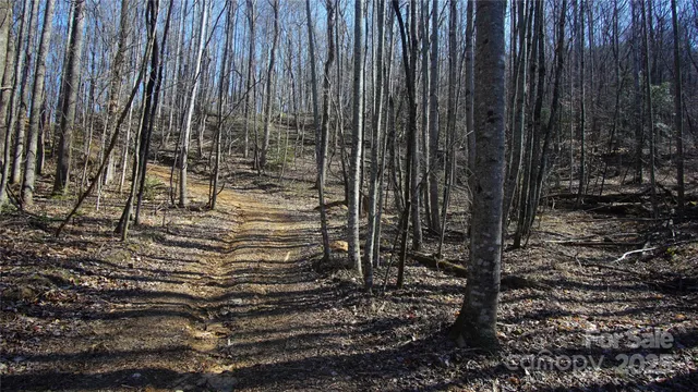 a view of a forest with trees
