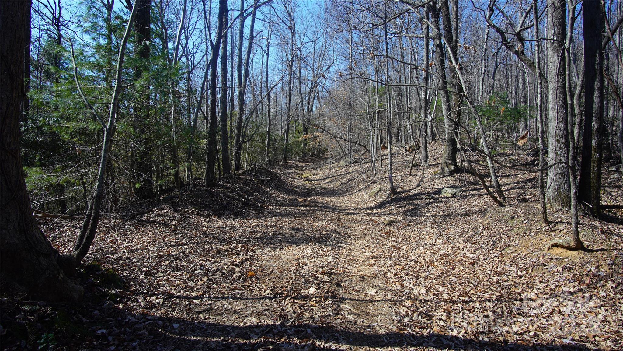 0 Vannoy Ridge Road Moravian Falls, NC 28654 - Photo 21 of 41 a view of a forest with trees