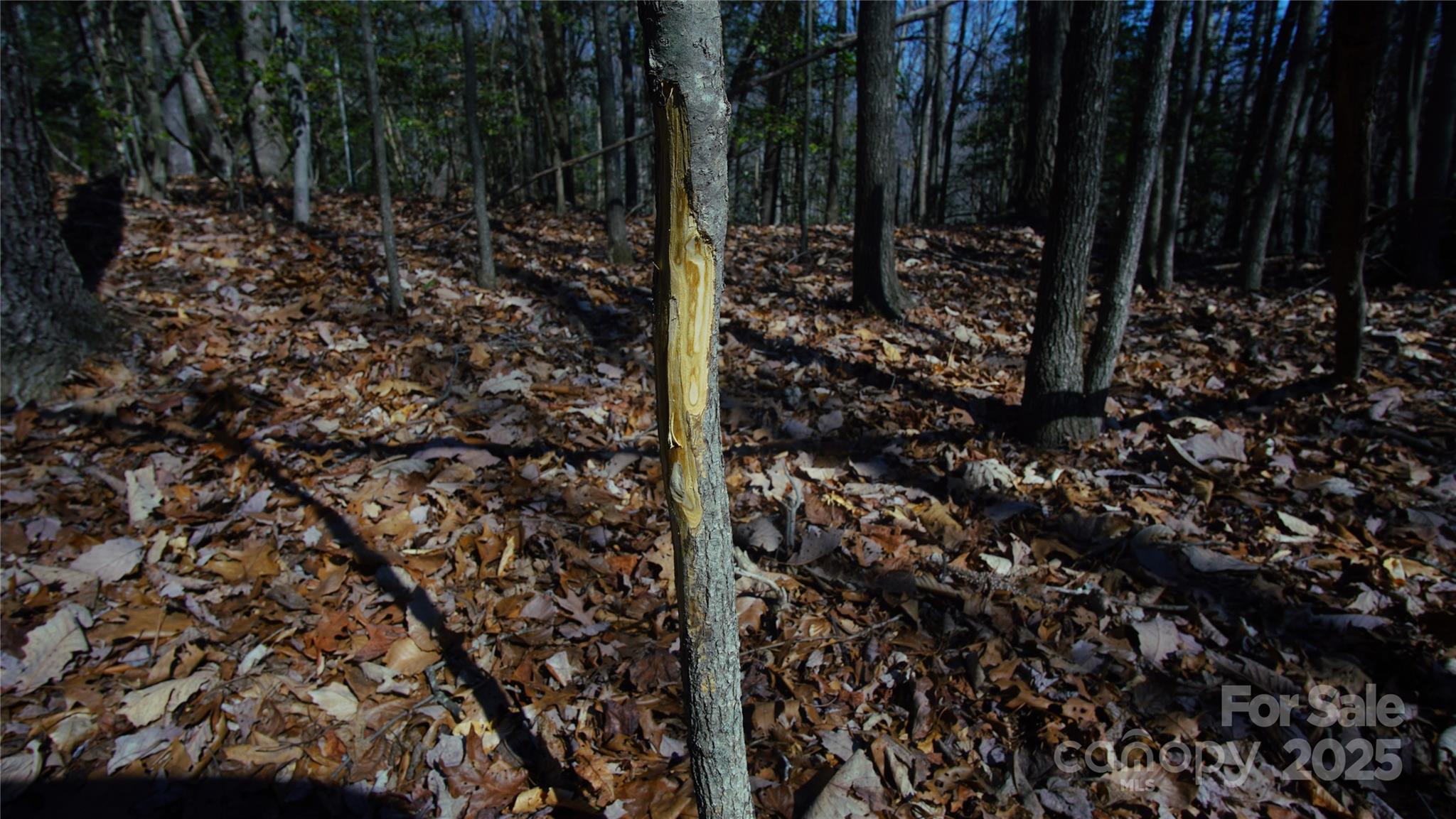 0 Vannoy Ridge Road Moravian Falls, NC 28654 - Photo 22 of 41 a view of forest