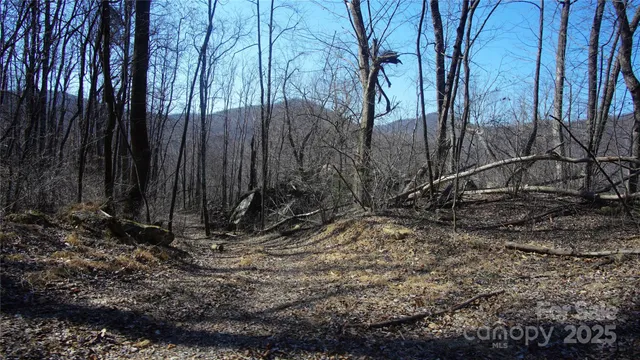 a view of a pathway with a tree