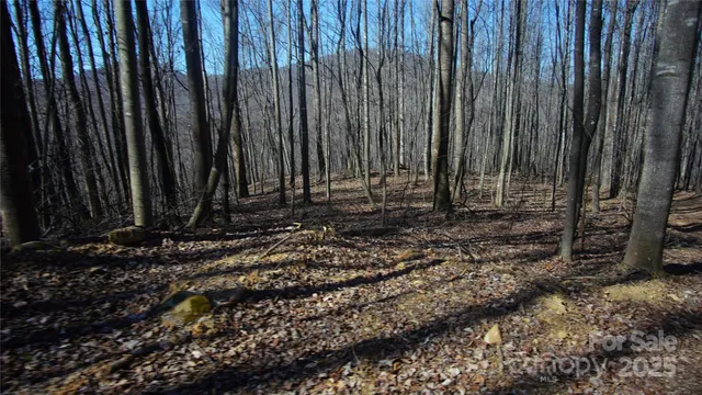 a view of a backyard with trees