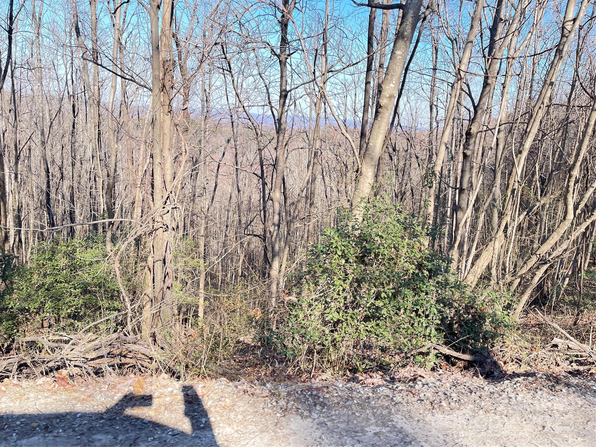 0 Vannoy Ridge Road Moravian Falls, NC 28654 - Photo 37 of 41 a backyard of a house with lots of green space