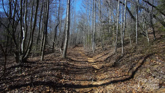 a close up of a plant in a yard