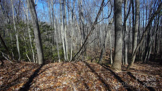 a view of backyard with tree