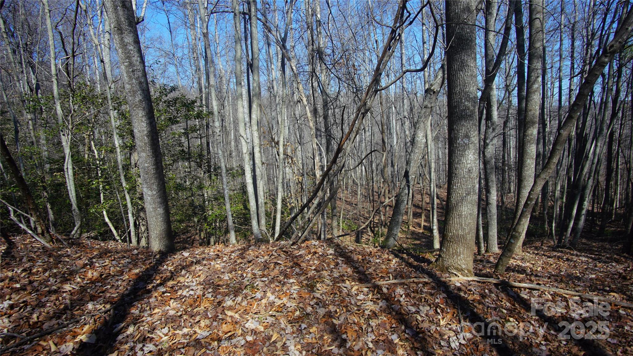 0 Vannoy Ridge Road Moravian Falls, NC 28654 - Photo 7 of 41 a view of backyard with tree