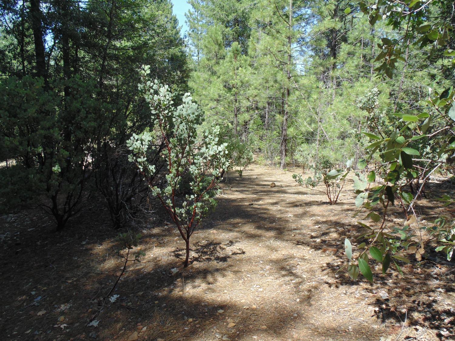 35 Balderston Road Georgetown, CA 95634 - Photo 4 of 37 a view of outdoor space and trees