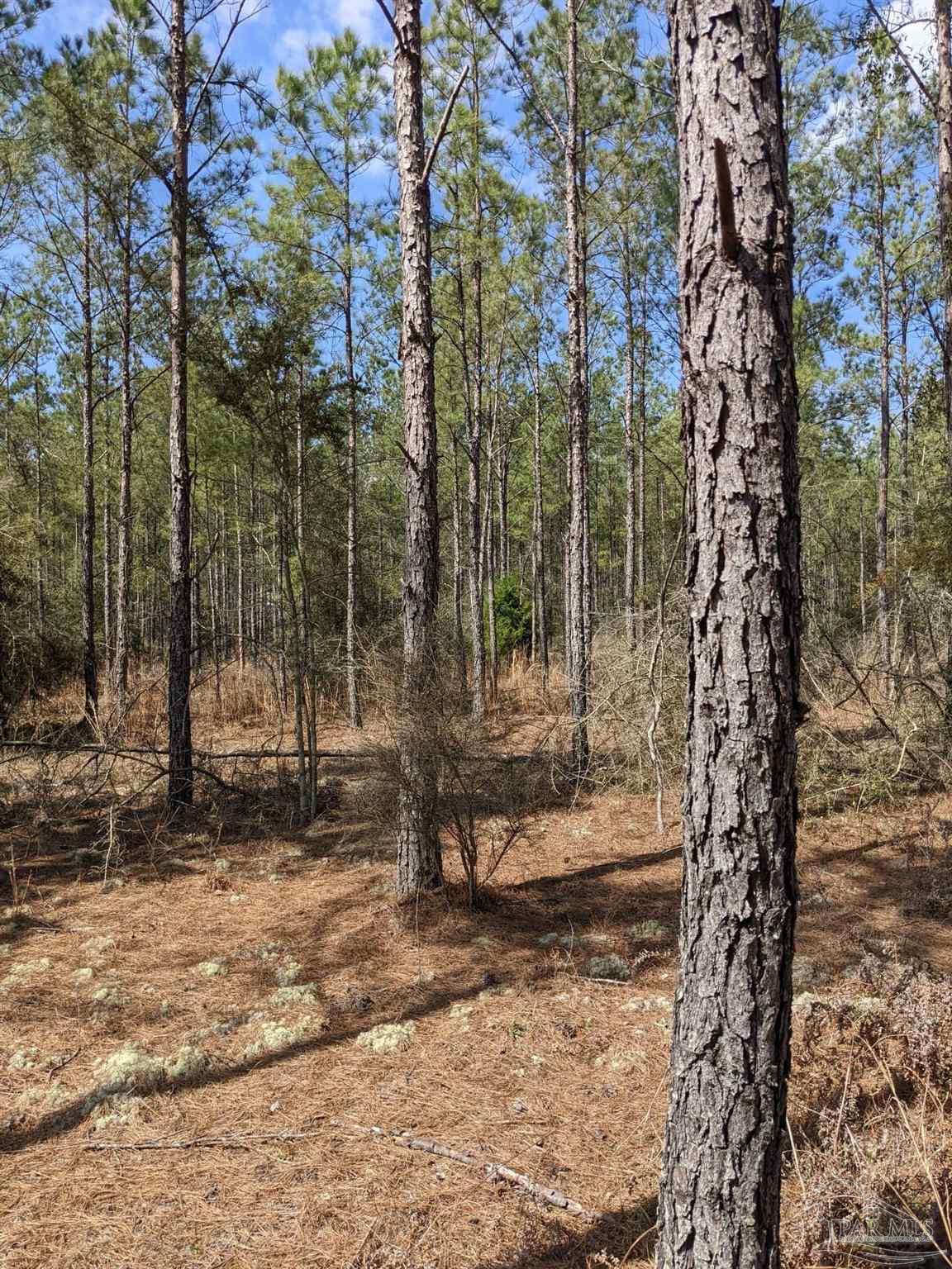 B B Greenwood Road Jay, FL 32565 - Photo 3 of 6 Gallery Image 3