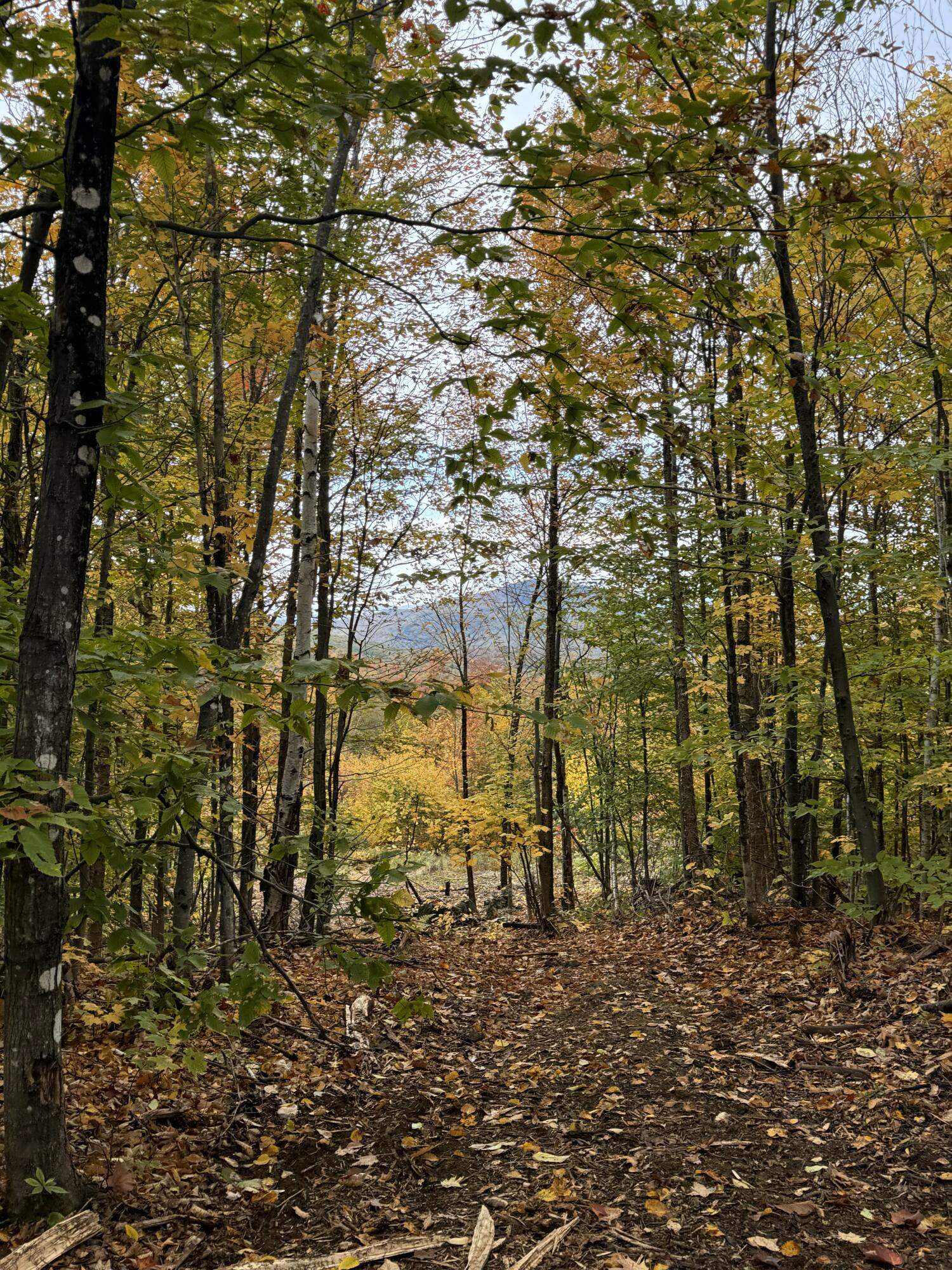 Lot 9 East Moose Alley Road Temple, ME 04984 - Photo 46 of 46