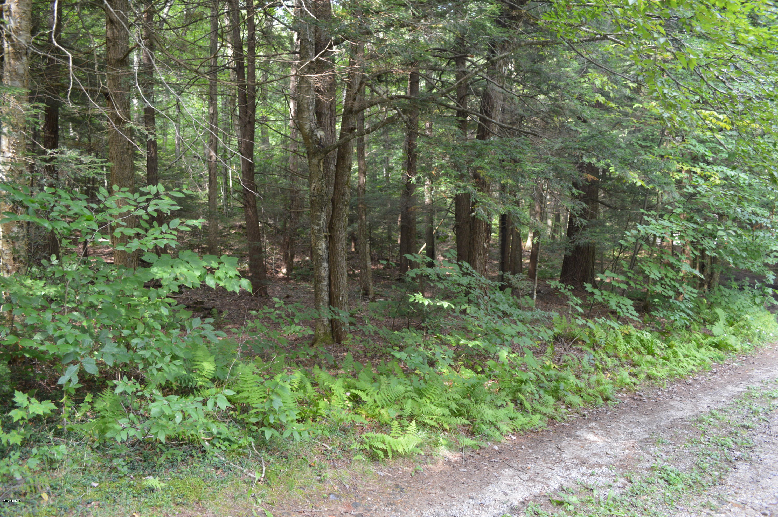 34 Highland Road Becket, MA 01223 - Photo 33 of 35 a view of a forest with trees