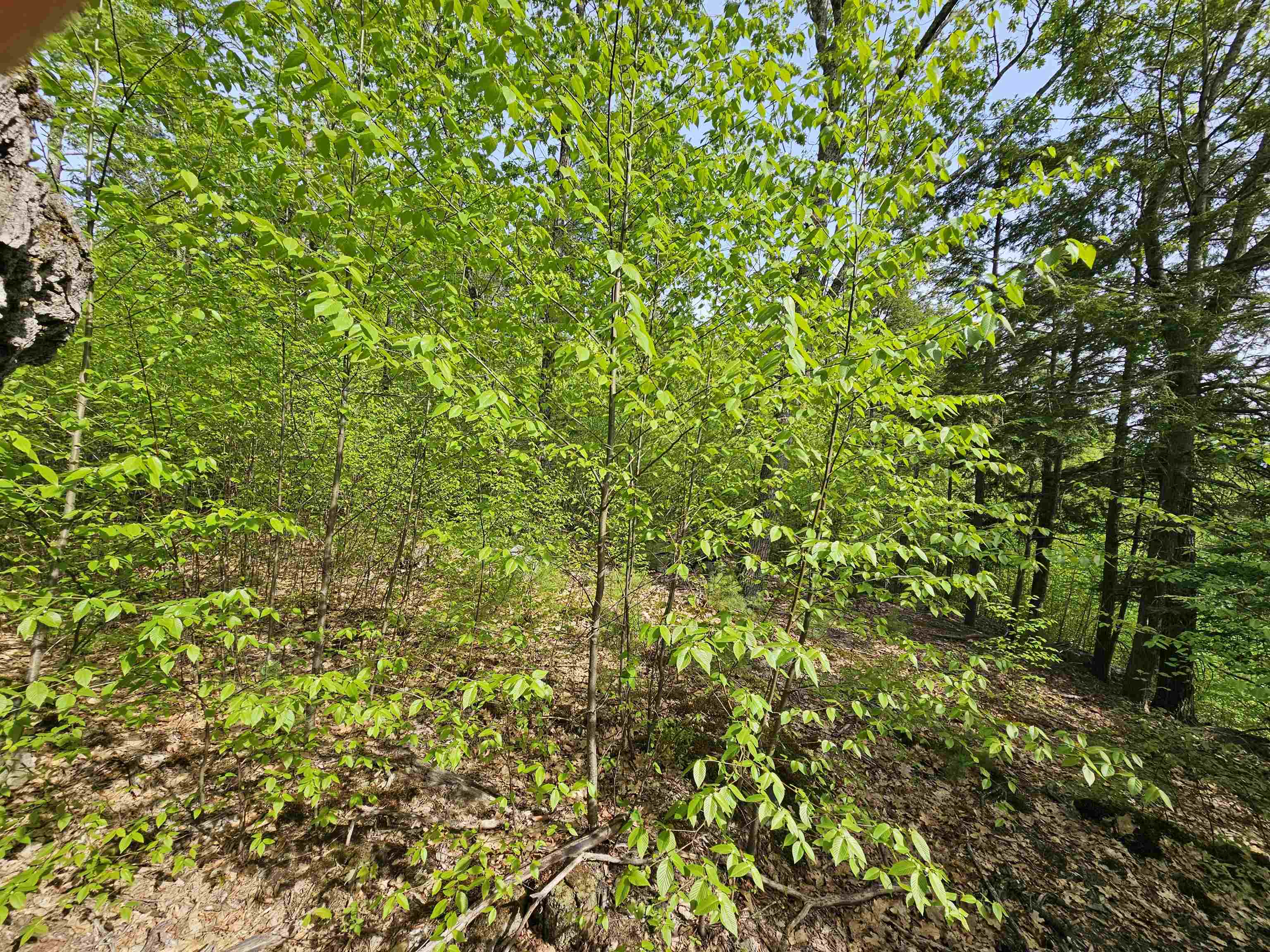 Lot 26 Province Road Belmont, NH 03220 - Photo 24 of 38 Gallery Image 24