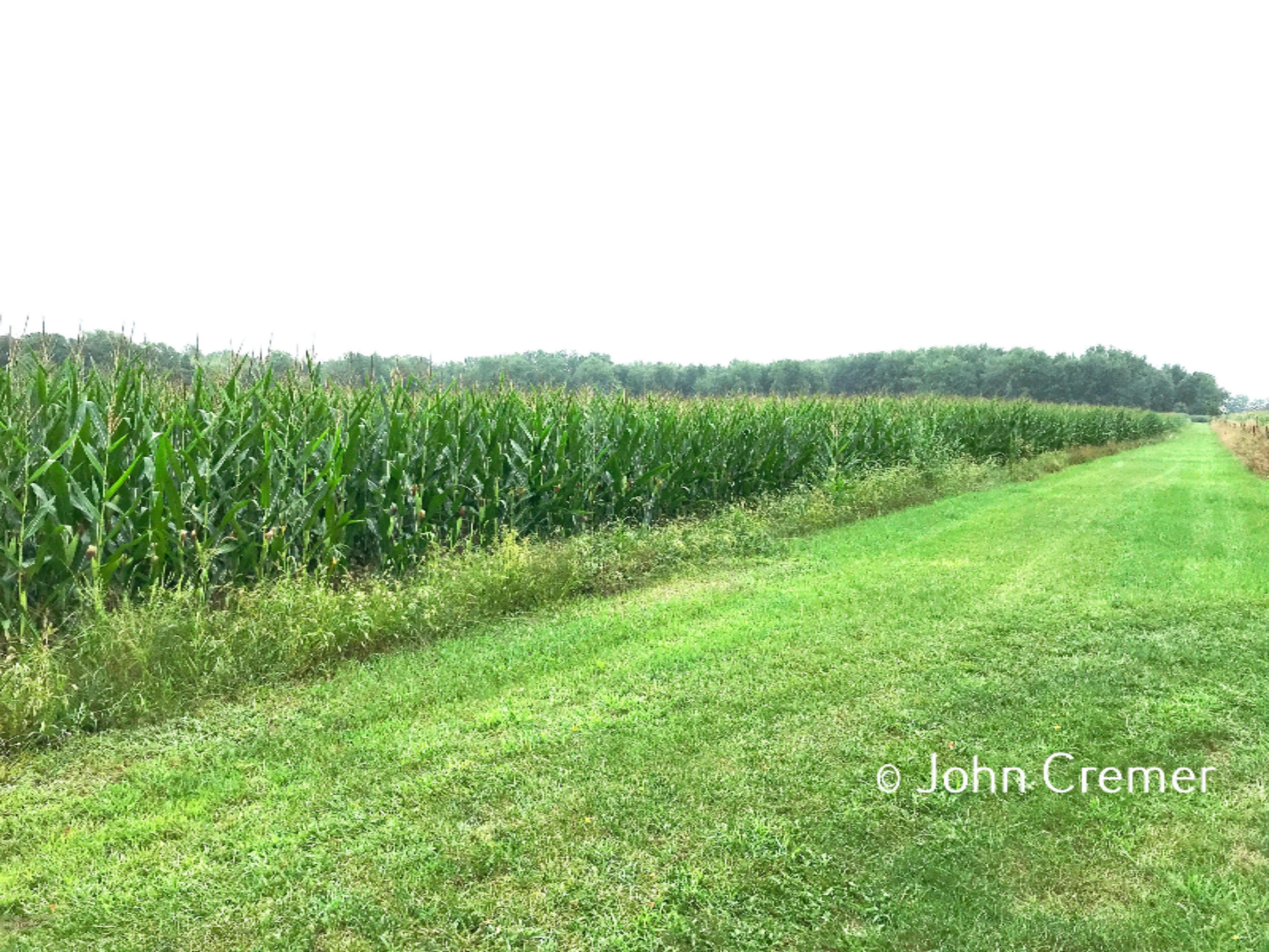 135 West Miller Lake Road Coldwater, MI 49036 - Photo 1 of 4 Property with grass road to the back