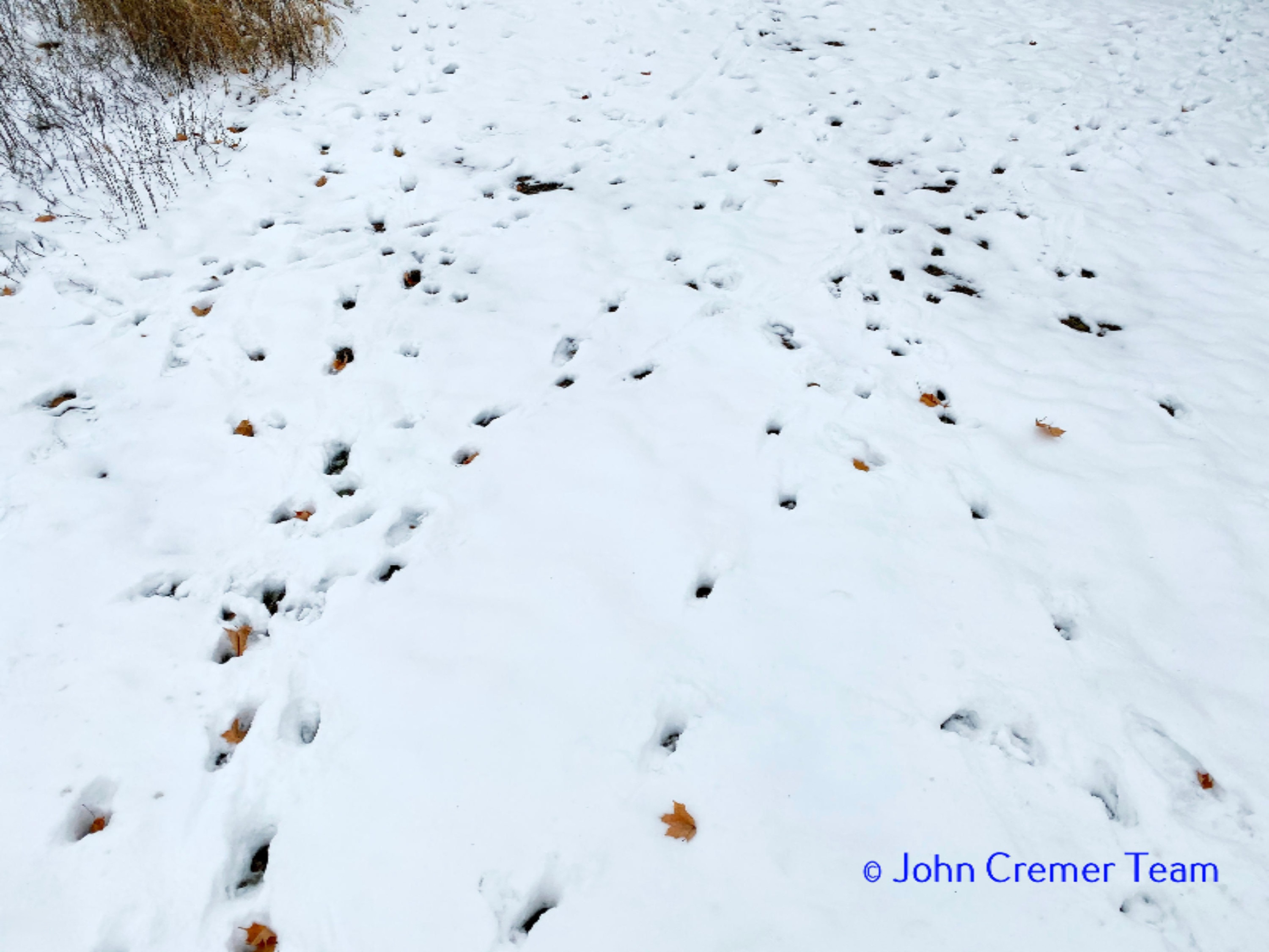 135 West Miller Lake Road Coldwater, MI 49036 - Photo 4 of 4 Tons of Deer!