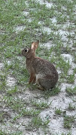 a view of a forest with a tree