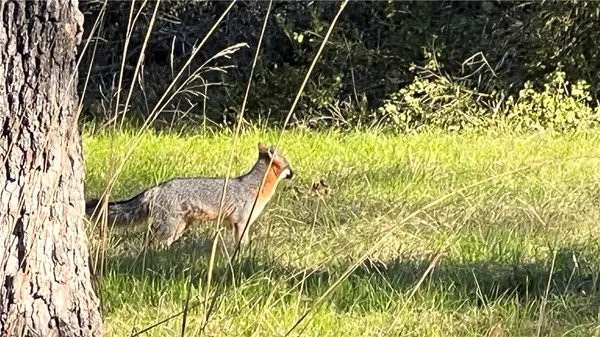a close up of a plant in a garden