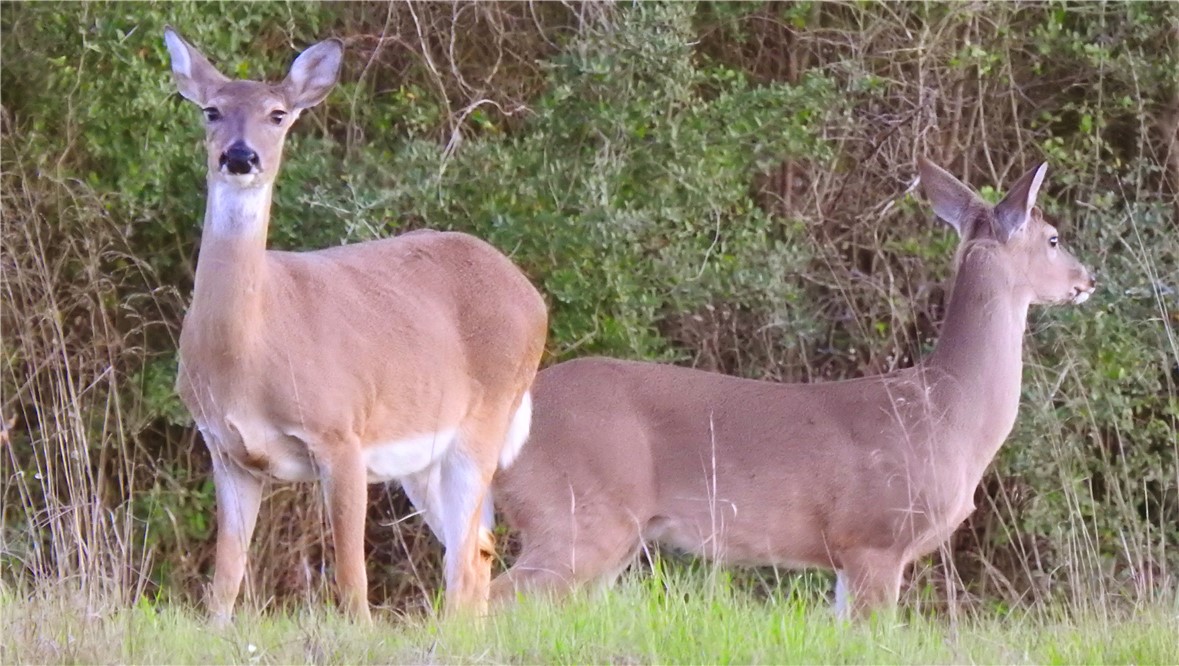 Tbd Tbd Plata Way Bryan, TX 77808 - Photo 9 of 30 a view of a backyard