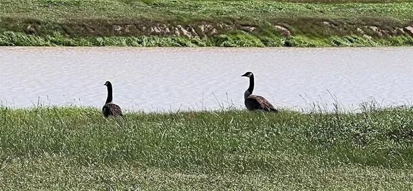 a small yard with a small yard and plants
