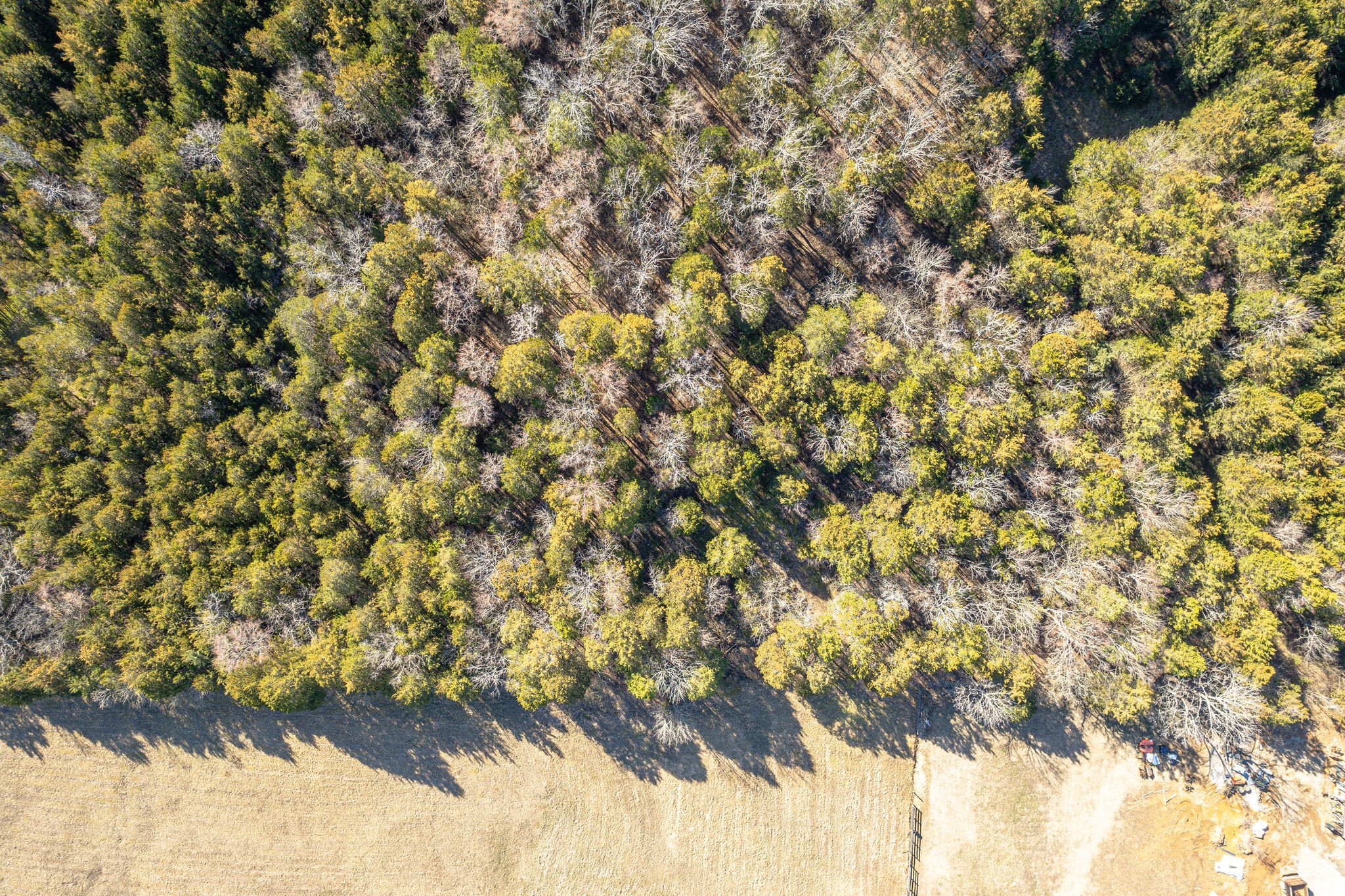 0 Rocky Fork Almaville Road Smyrna, TN 37167 - Photo 26 of 26 a close up of a plant