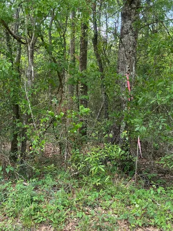 a view of a lush green forest