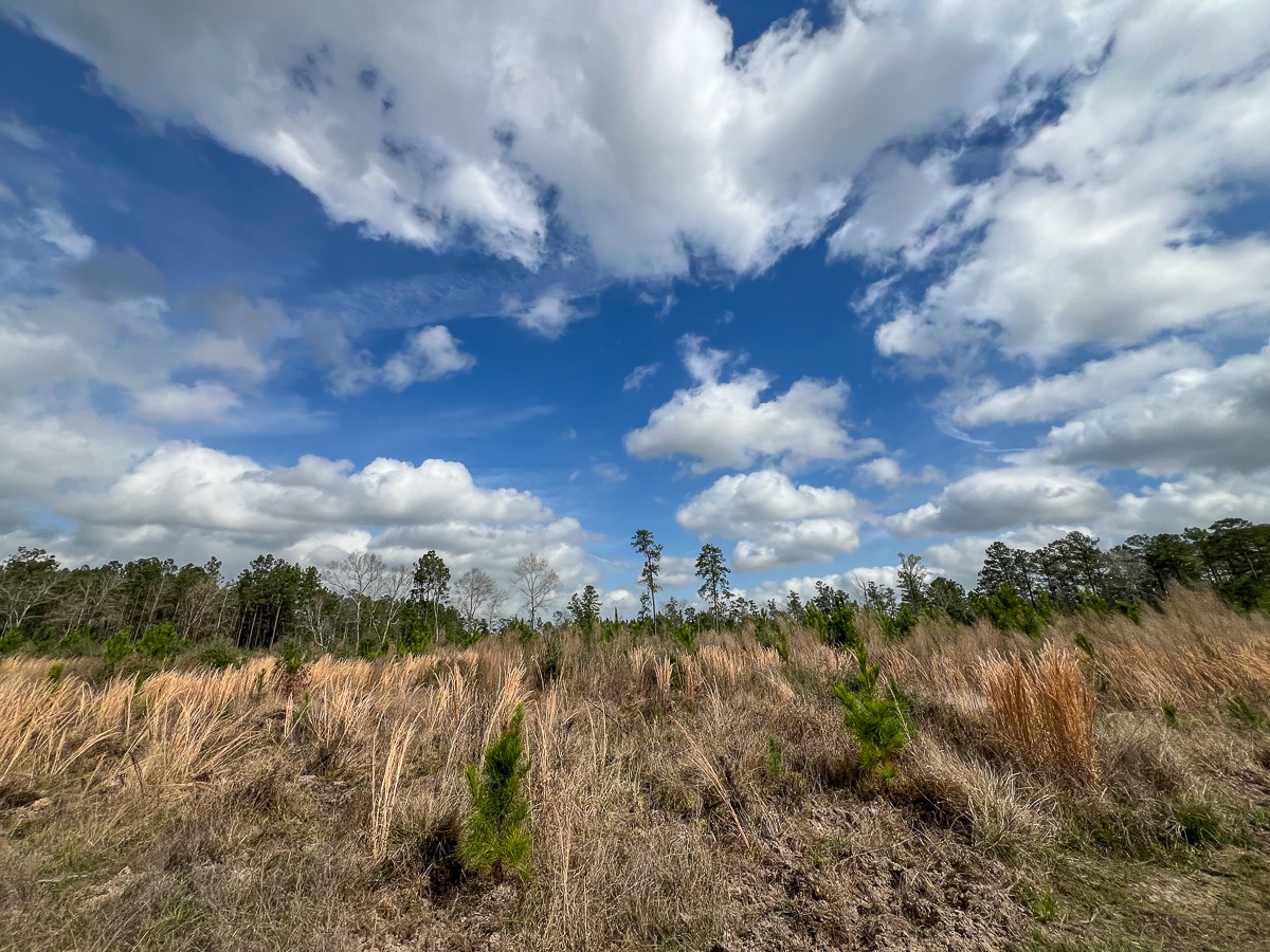 0 County Road 37 Jasper, TX 75951 - Photo 12 of 27 a view of a lake