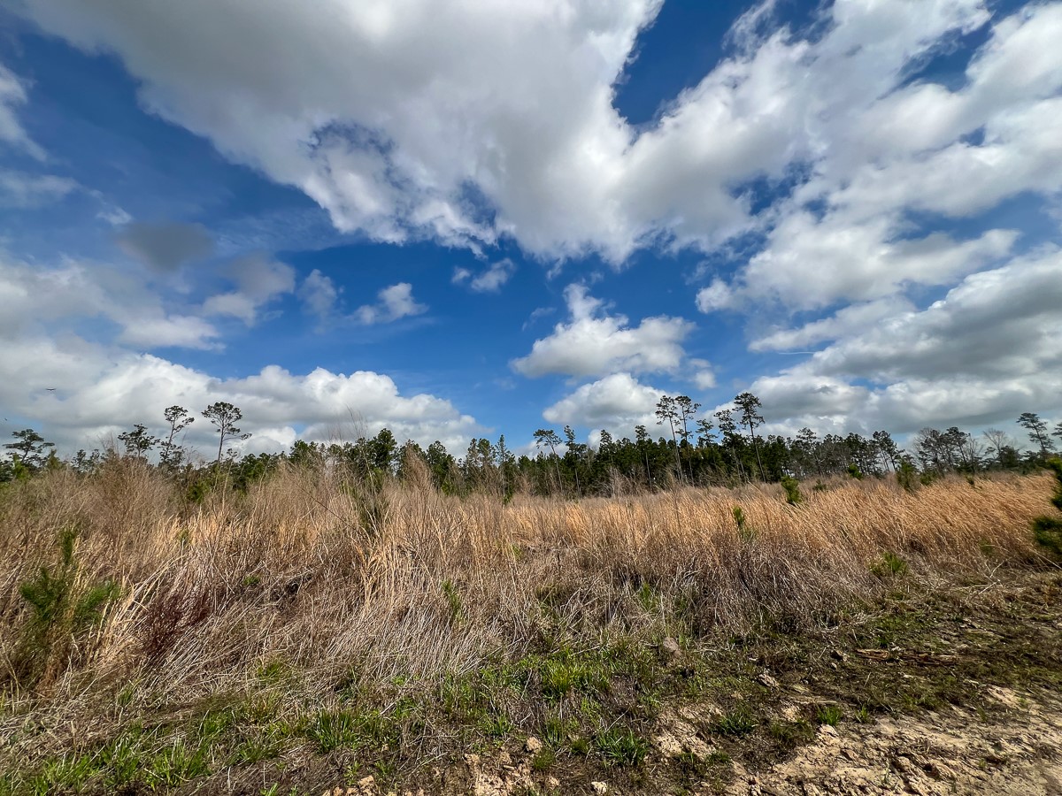 0 County Road 37 Jasper, TX 75951 - Photo 13 of 27 a view of lake