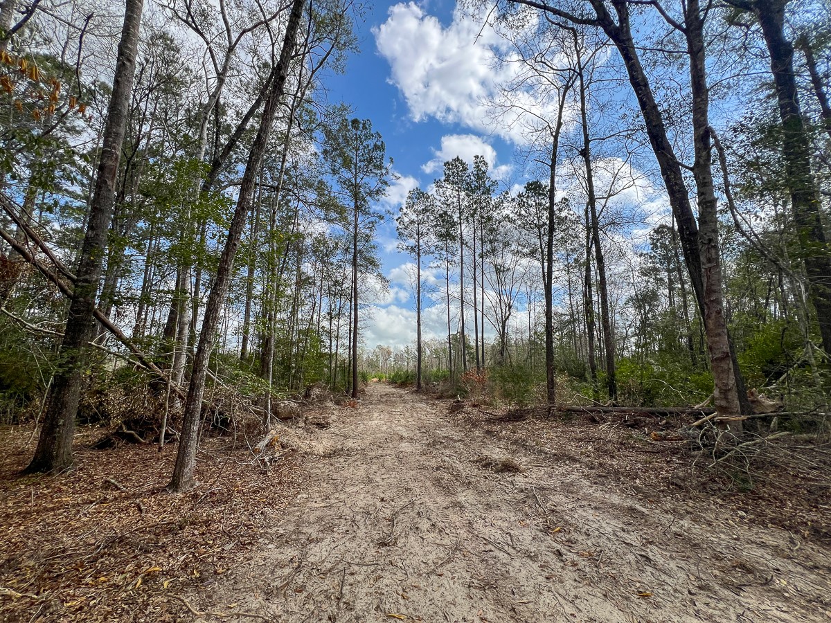 0 County Road 37 Jasper, TX 75951 - Photo 22 of 27 a backyard of a house with lots of trees