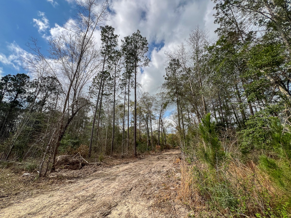 0 County Road 37 Jasper, TX 75951 - Photo 23 of 27 a view of a yard with plants and trees