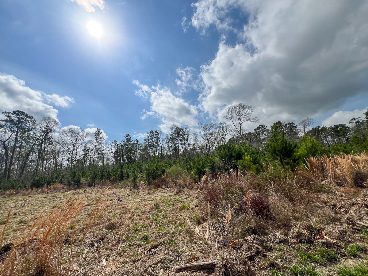 0 County Road 37 Jasper, TX 75951 - Photo 24 of 27 a view of a city with lush green forest