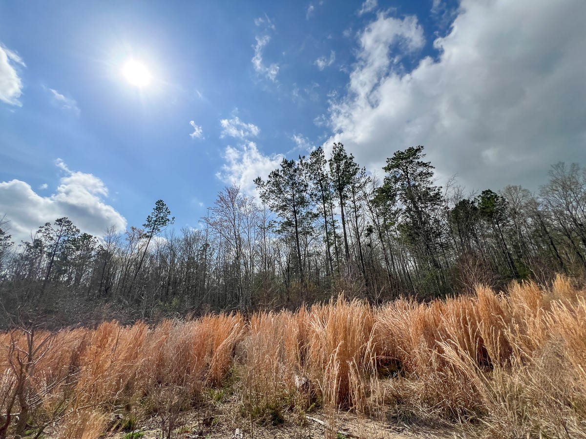 0 County Road 37 Jasper, TX 75951 - Photo 25 of 27 a view of a lake in between two of trees