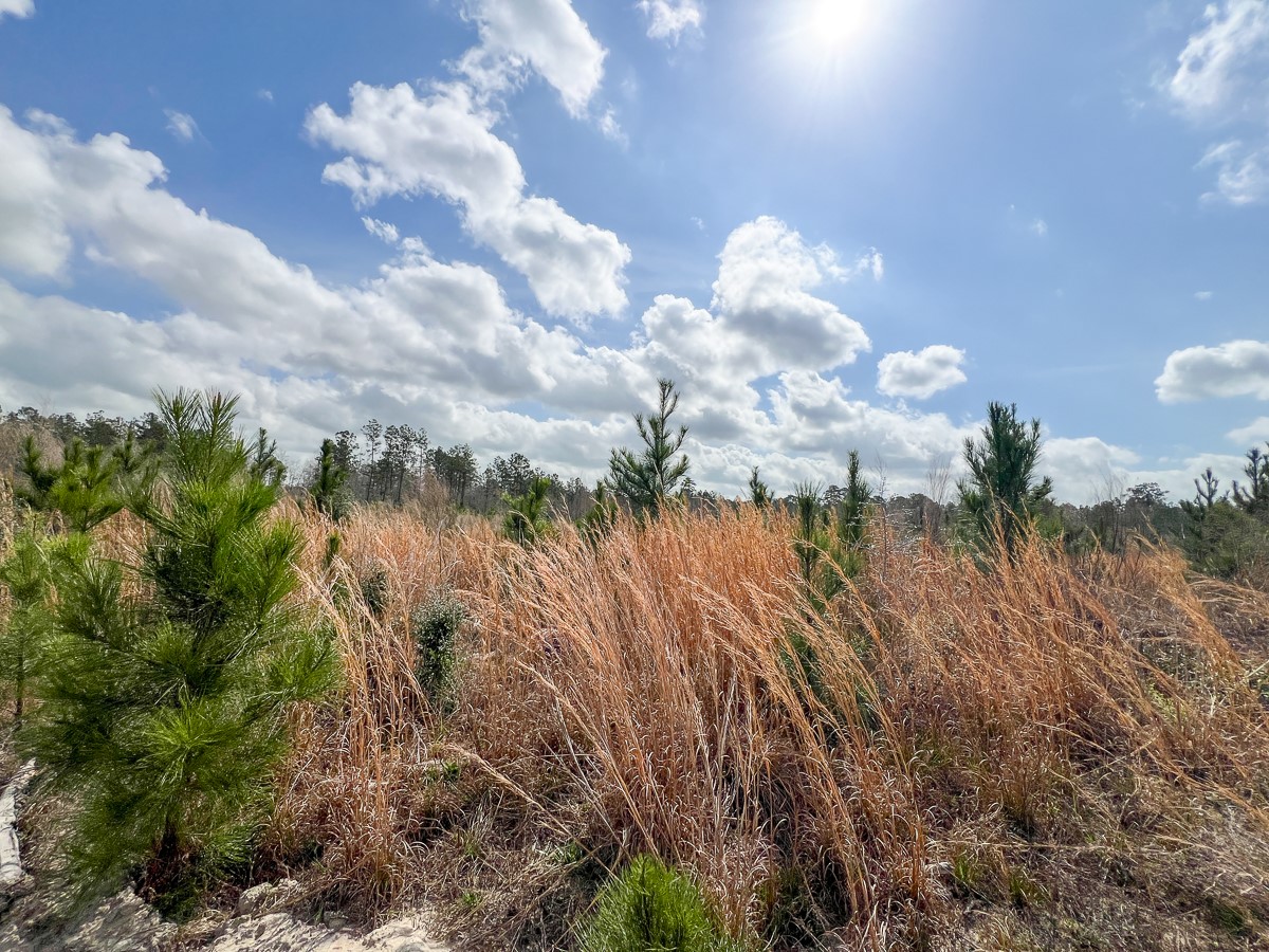 0 County Road 37 Jasper, TX 75951 - Photo 26 of 27 a view of a flower in a garden