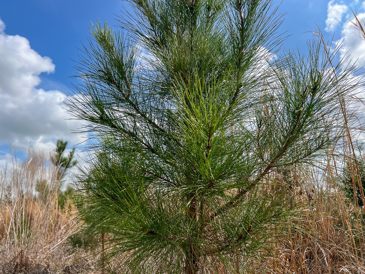 0 County Road 37 Jasper, TX 75951 - Photo 27 of 27 a view of a yard