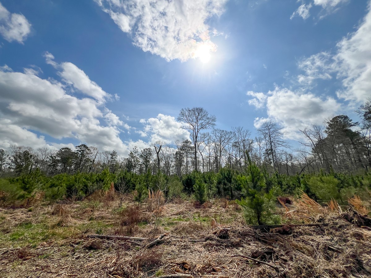 0 County Road 37 Jasper, TX 75951 - Photo 7 of 27 a view of a big yard with large trees
