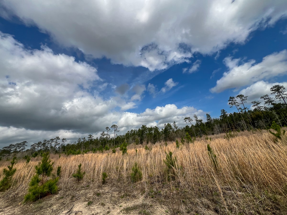 0 County Road 37 Jasper, TX 75951 - Photo 8 of 27