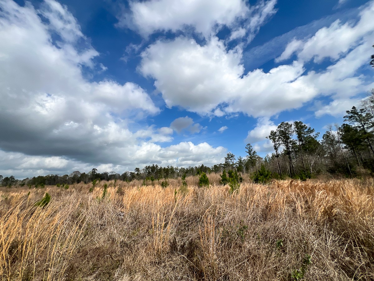 0 County Road 37 Jasper, TX 75951 - Photo 9 of 27 a view of lake