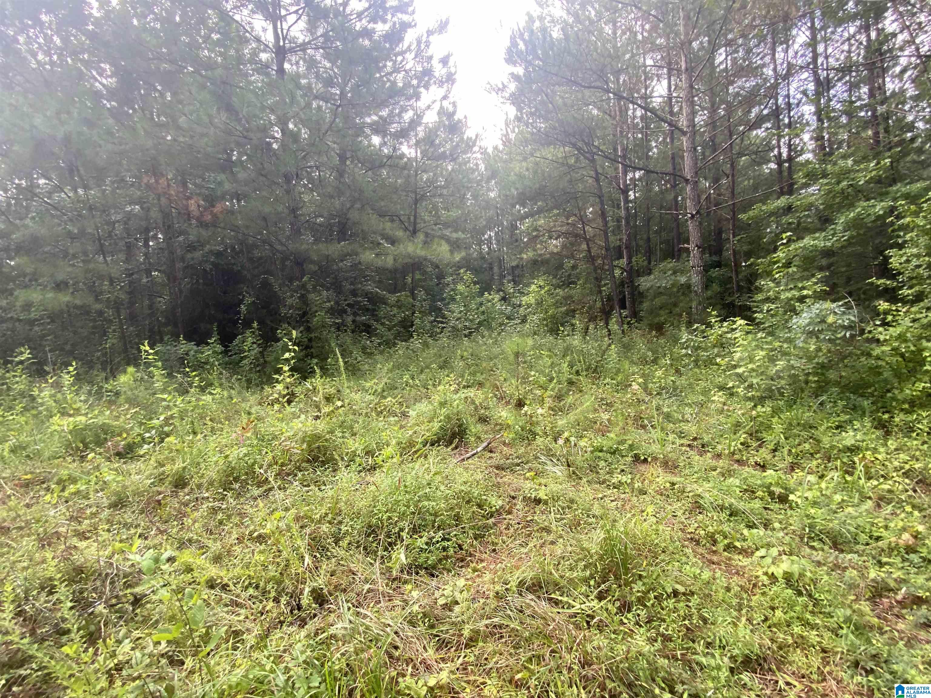 Bull Hollow Road, Unit 60 Odenville, AL 35120 - Photo 24 of 25