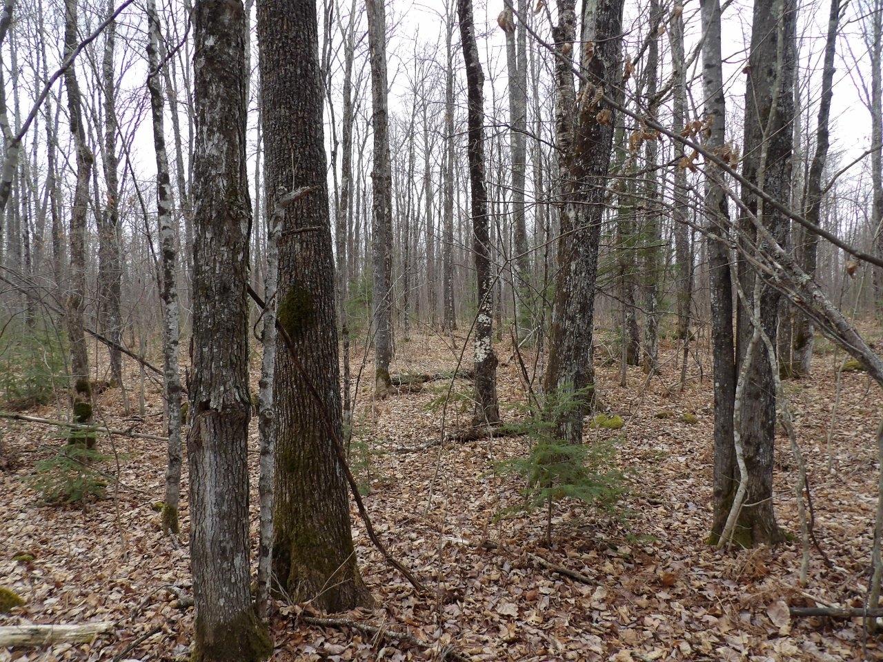 Off Wright Road, Unit 40 / ACRE Winter, WI 54896 - Photo 7 of 19 Gallery Image 7