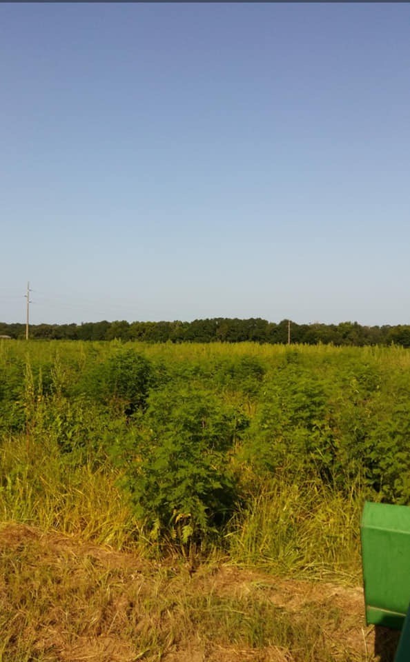 0 Johnny Murphy Road Dothan, AL 36301 - Photo 6 of 9