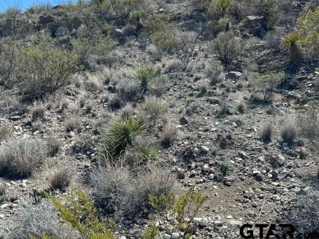 a view of a field with lots of bushes