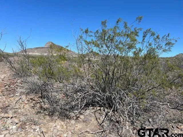 a view of a bunch of trees