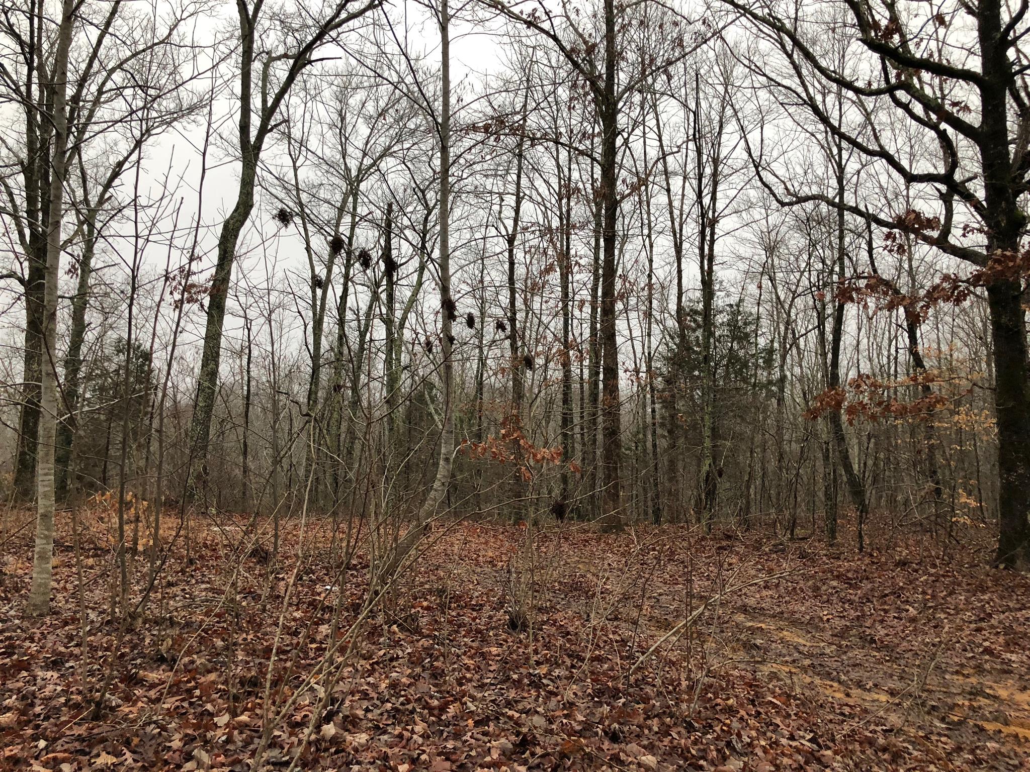 417 Beech Creek Road Waverly, TN 37185 - Photo 3 of 4 Harvestable timber on site