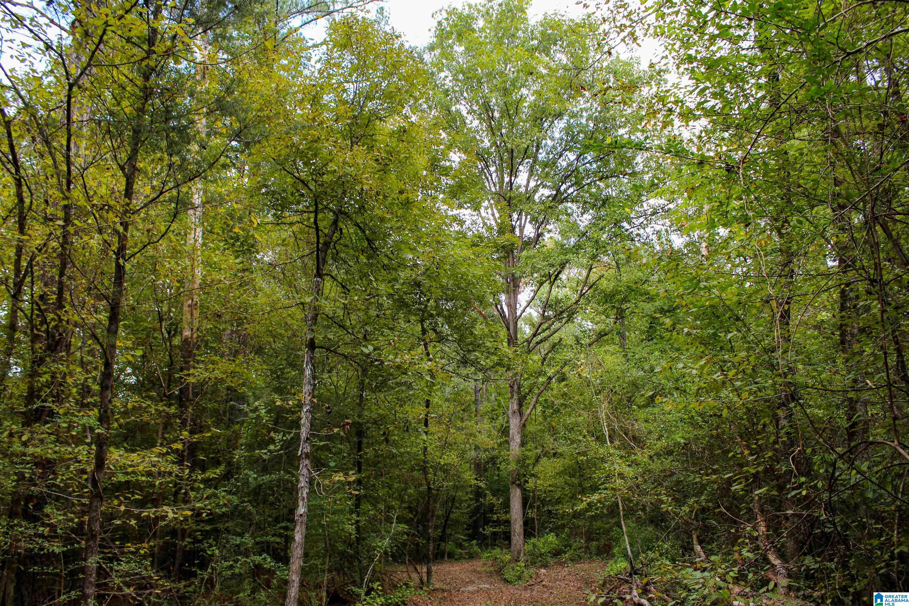 1 Sawyers Cove Road Calera, AL 35040 - Photo 34 of 62 Gallery Image 34