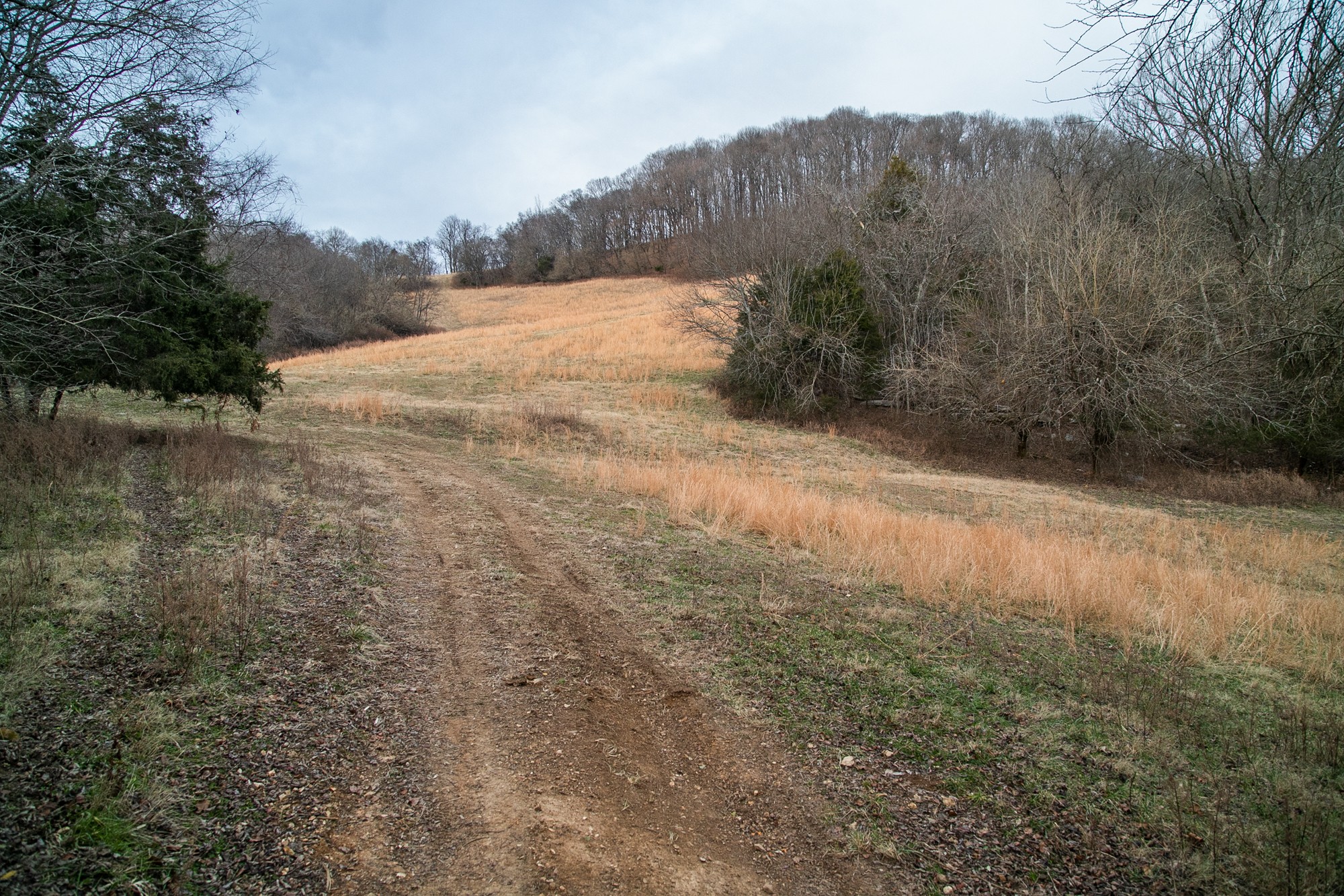 6880 Pulltight Hill Road College Grove, TN 37046 - Photo 17 of 49 a view of a dry yard with mountains in the background